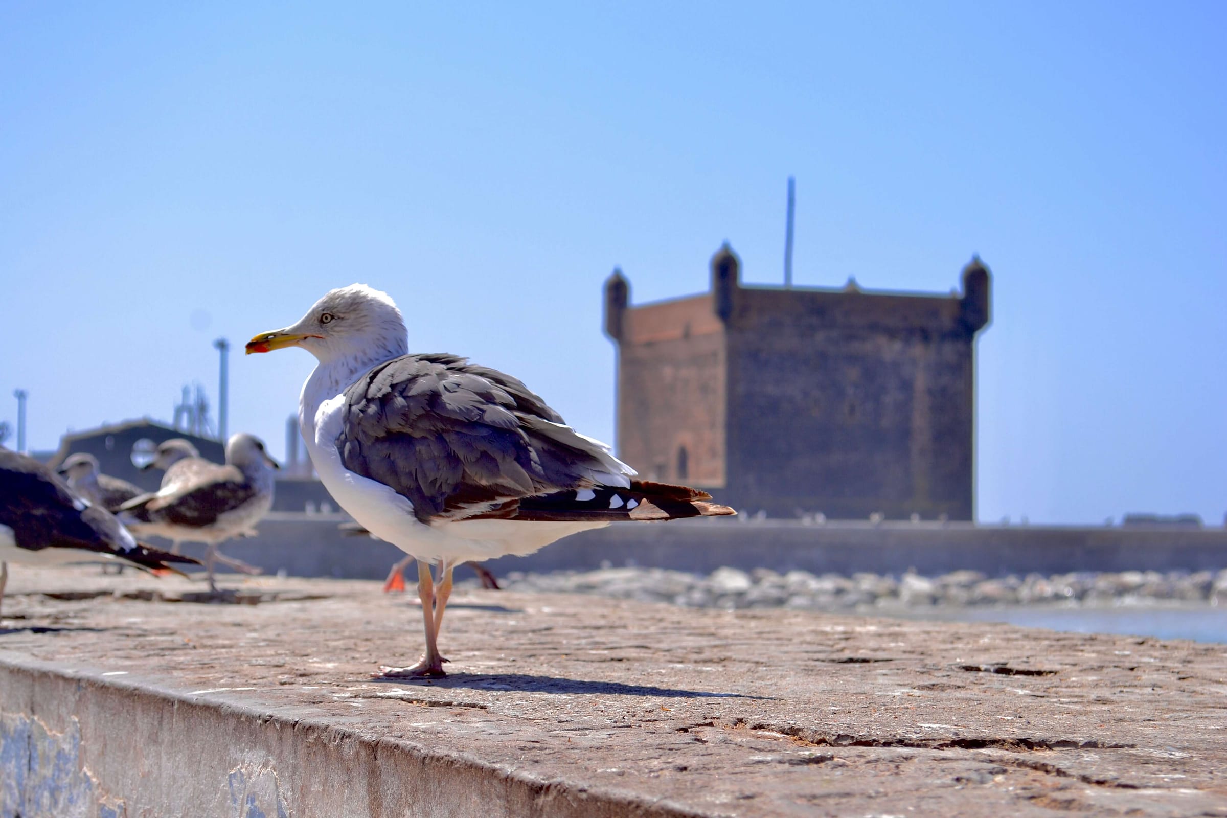 Essaouira